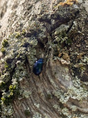 Chrysomelidae