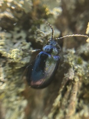 Chrysomelidae