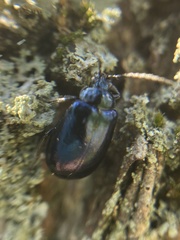 Chrysomelidae