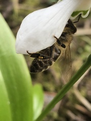Apis mellifera