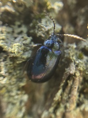 Chrysomelidae