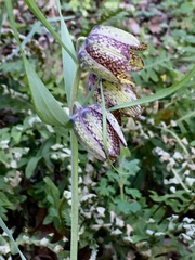Fritillaria montana