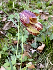 Fritillaria montana