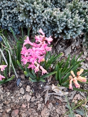 Hyacinthus orientalis
