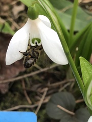 Apis mellifera