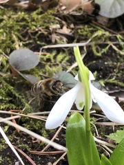 Apis mellifera