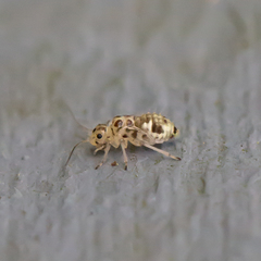 Teliapsocus conterminus