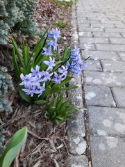 Hyacinthus orientalis