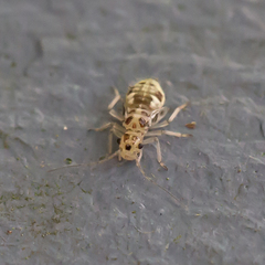 Teliapsocus conterminus