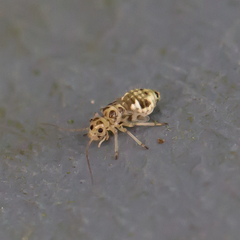 Teliapsocus conterminus