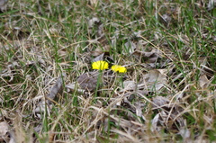 Tussilago farfara