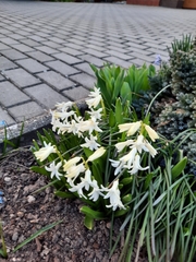 Hyacinthus orientalis