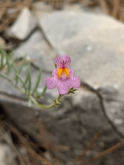 Linaria saturejoides