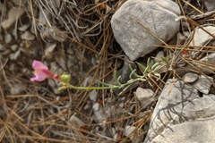 Linaria saturejoides