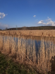 Phragmites australis