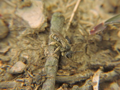 Lasioglossum marginatum