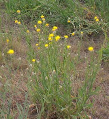 Centaurea chartolepis