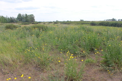 Centaurea chartolepis