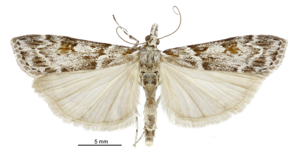 Scoparia petrina