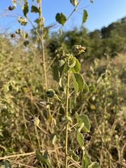 Abutilon grandiflorum