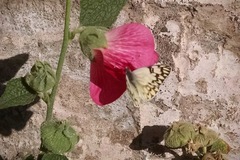 Tatochila autodice blanchardii