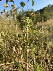 Abutilon grandiflorum