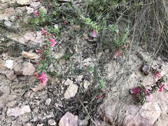 Epacris reclinata