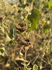 Abutilon grandiflorum