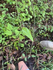 Smilax smallii