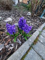 Hyacinthus orientalis