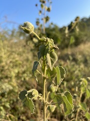 Abutilon grandiflorum