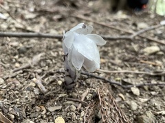 Monotropastrum humile