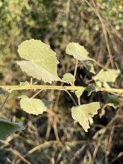Abutilon grandiflorum