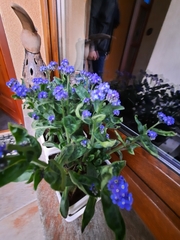 Myosotis sylvatica