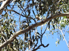 Pachycephala pectoralis