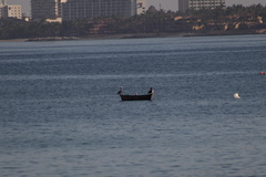 Pelecanus occidentalis