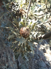 Banksia arborea