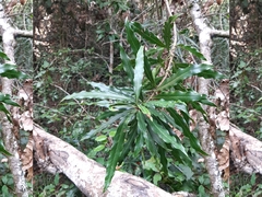 Faurea macnaughtonii