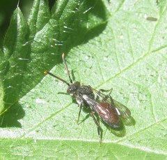 Nomada