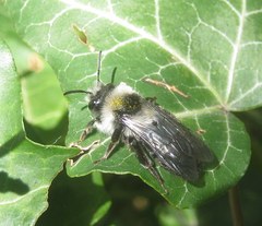 Andrena cineraria