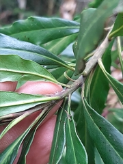 Faurea macnaughtonii