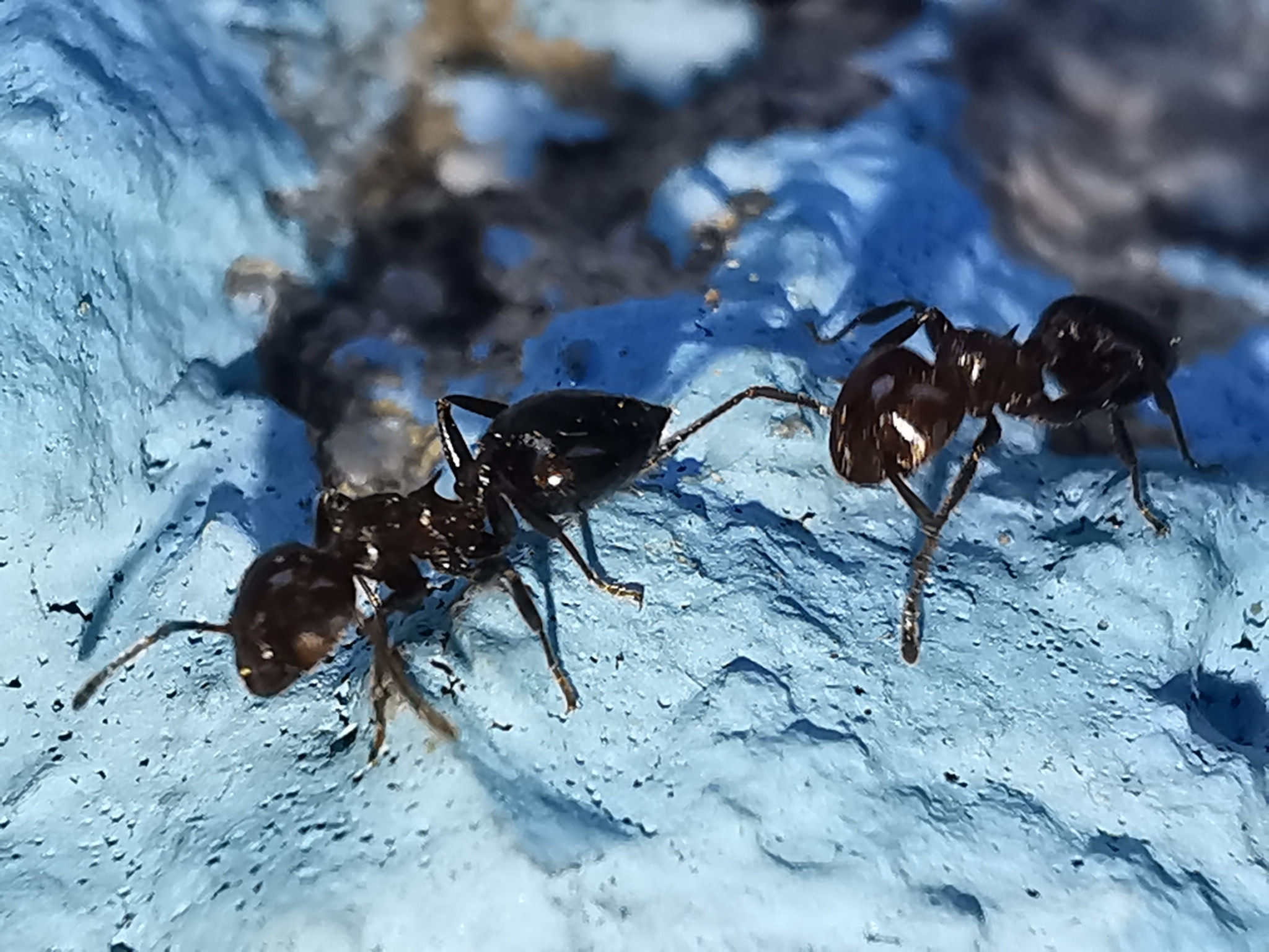 Crematogaster graeca