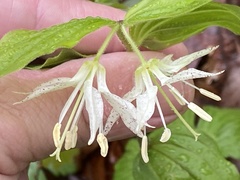 Prosartes maculata