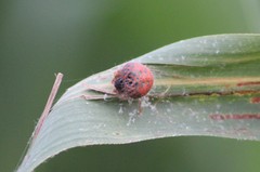 Mastophora carpogaster