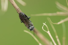 Dolerus haematodes