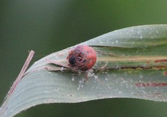 Mastophora carpogaster