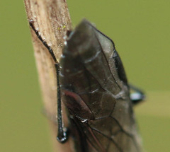 Dolerus haematodes