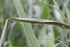 Mastophora carpogaster