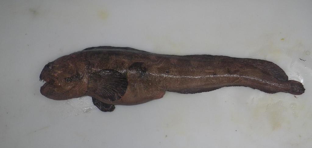 Bering Wolffish