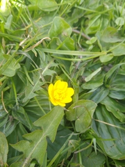 Ranunculus